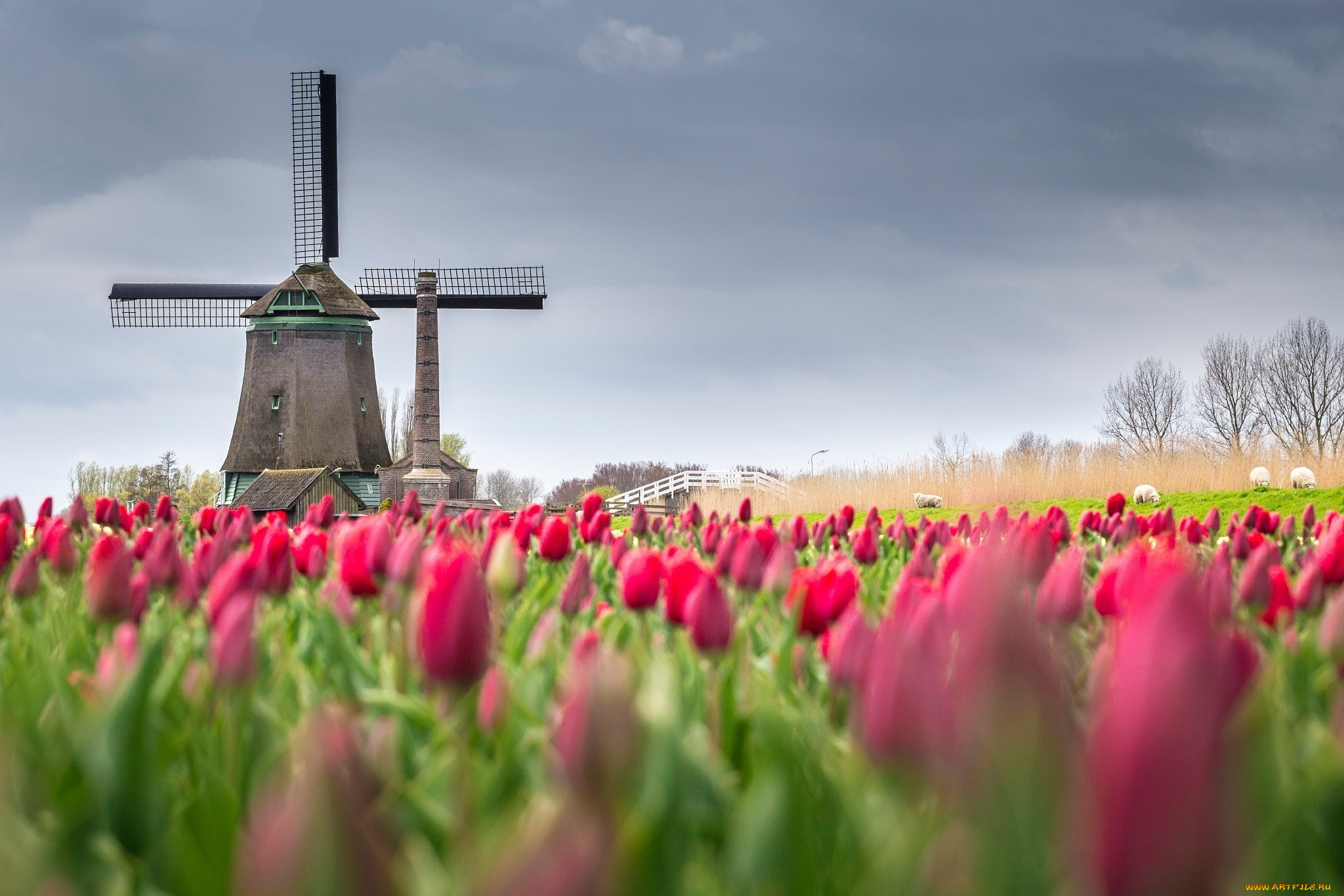 нидерланды весной